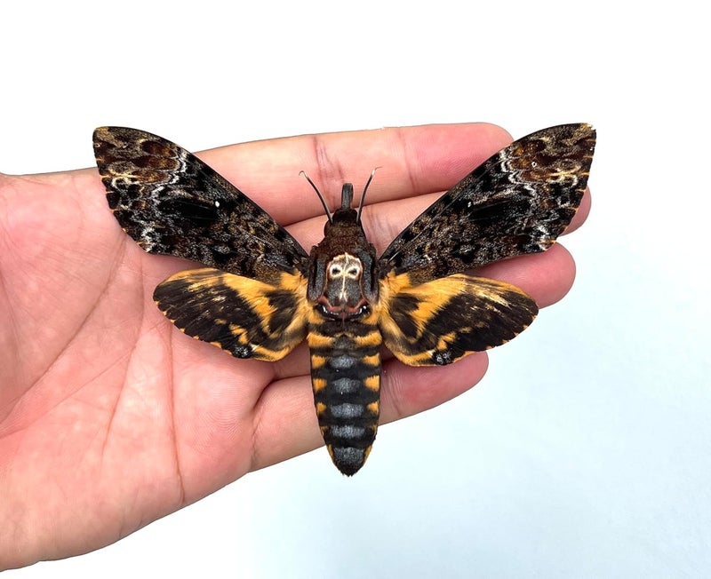 VINADECOR Unique Preserved Insect Specimen: Dried Insect Taxidermy Oddity for Gothic Home Décor (1 Real Death Head Moth) - Image 2